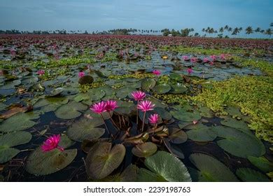 lotis kerala|LOTIS .